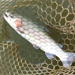 ライズがいっぱい ～大安トラウトレイク～